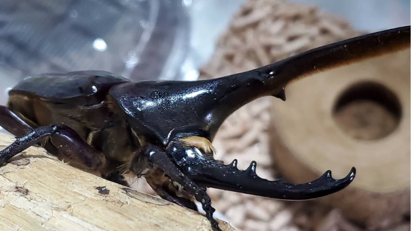 DHヘラクレス♂単品 120.6mm（♂Amazonico×♀OAKS）