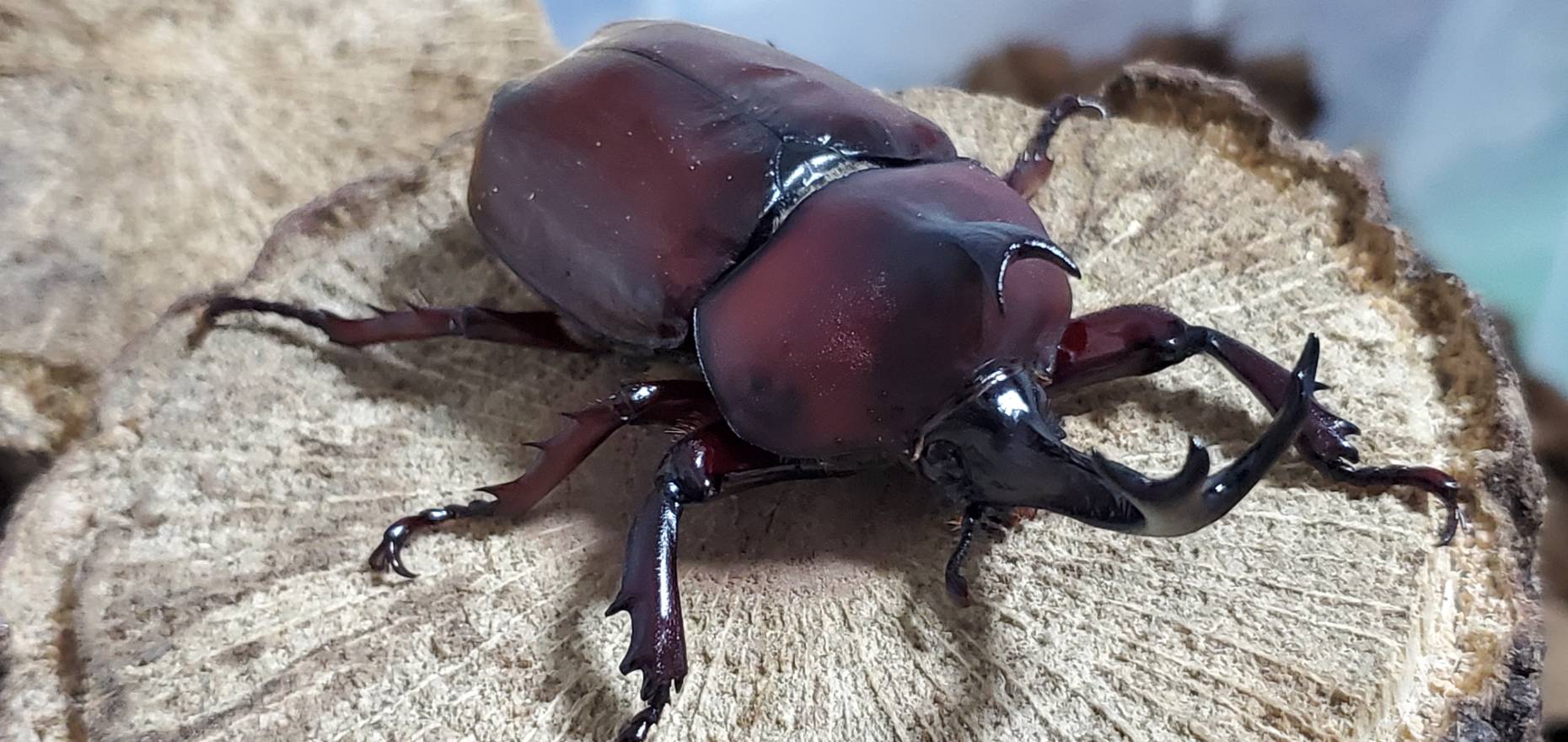 未使用!レッドアイレッドボディ(江田島)カブトムシオス CBF4 ♂①76mm