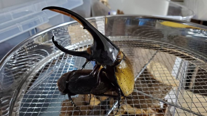 ヘラクレス・パスコアリ(ブラジルバイア州)2令幼虫5頭+1頭死着補償 CBF2 種親137.2mmX74.0mm