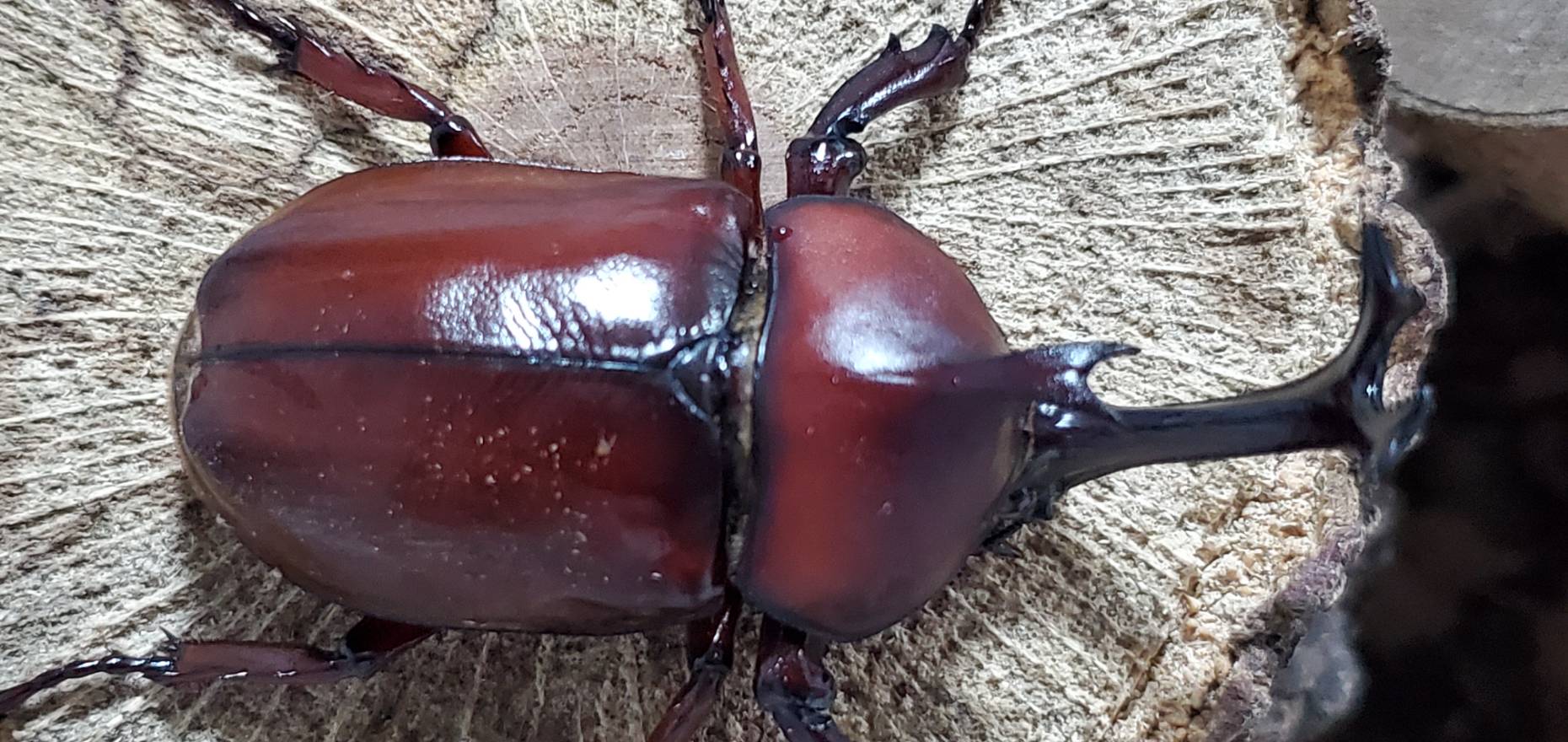 未使用!レッドアイレッドボディ(江田島)カブトムシオス CBF4 ♂①76mm