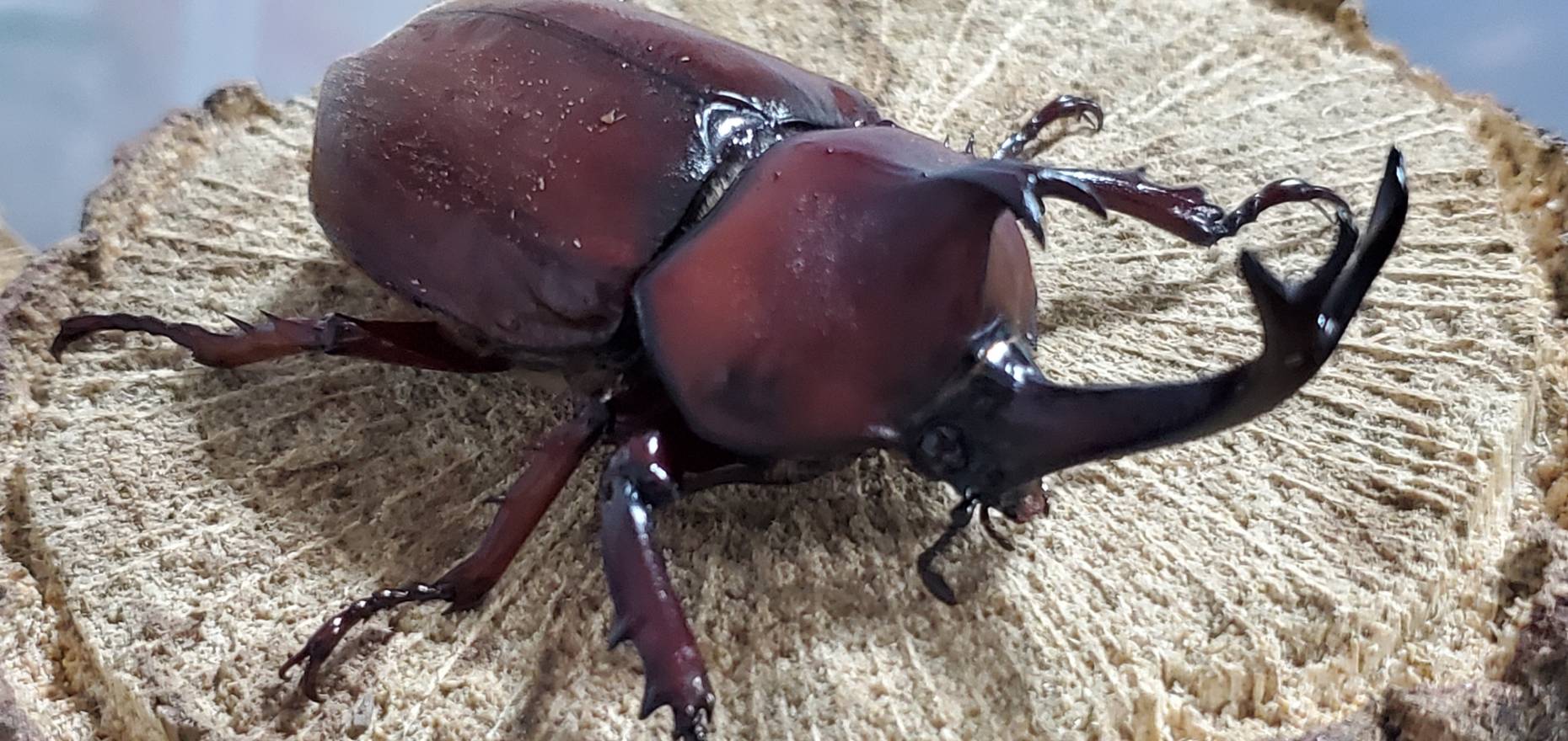 未使用!レッドアイレッドボディ(江田島)カブトムシオス CBF4 ♂①76mm