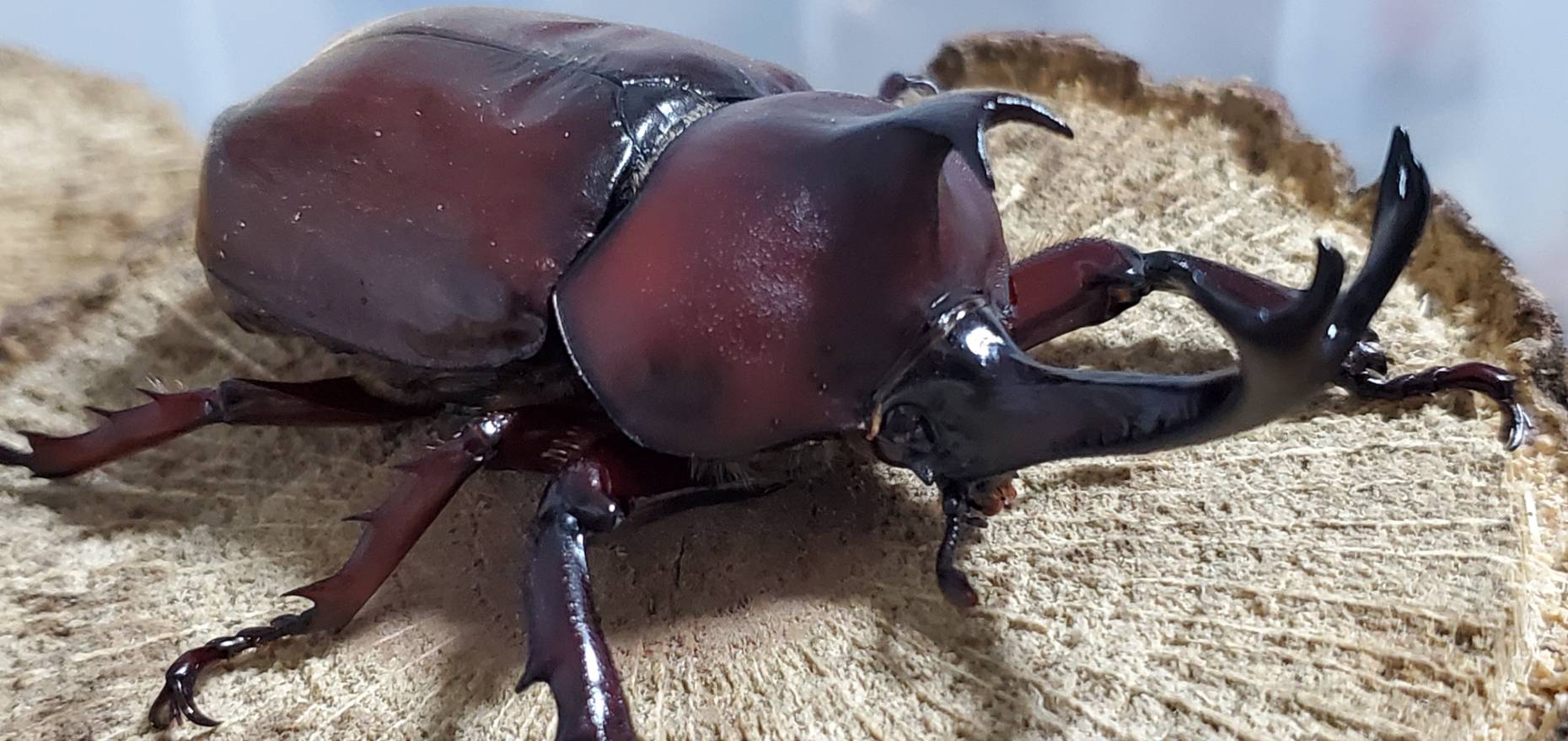 未使用!レッドアイレッドボディ(江田島)カブトムシオス CBF4 ♂①76mm
